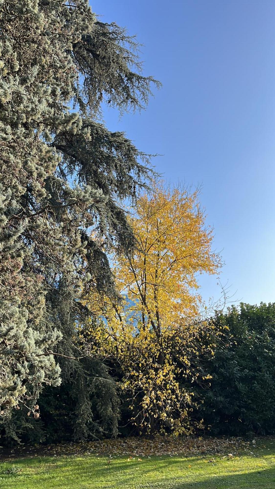 Acero Giallo Parma Bagian luar foto
