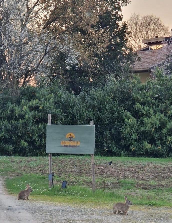 Acero Giallo Parma Bagian luar foto